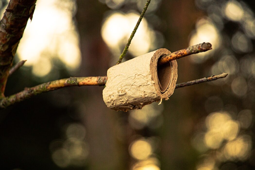 toilet paper on a tree