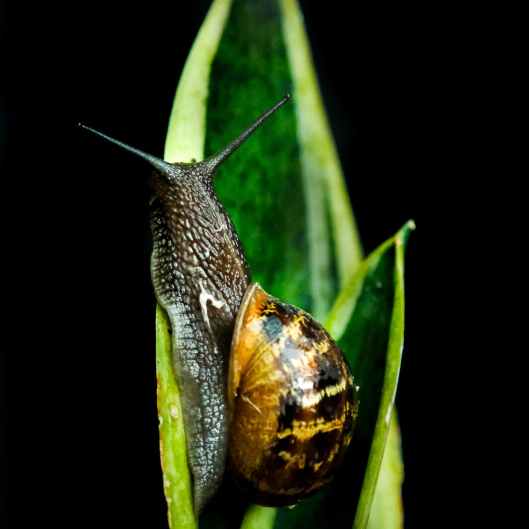 snail on a leaf